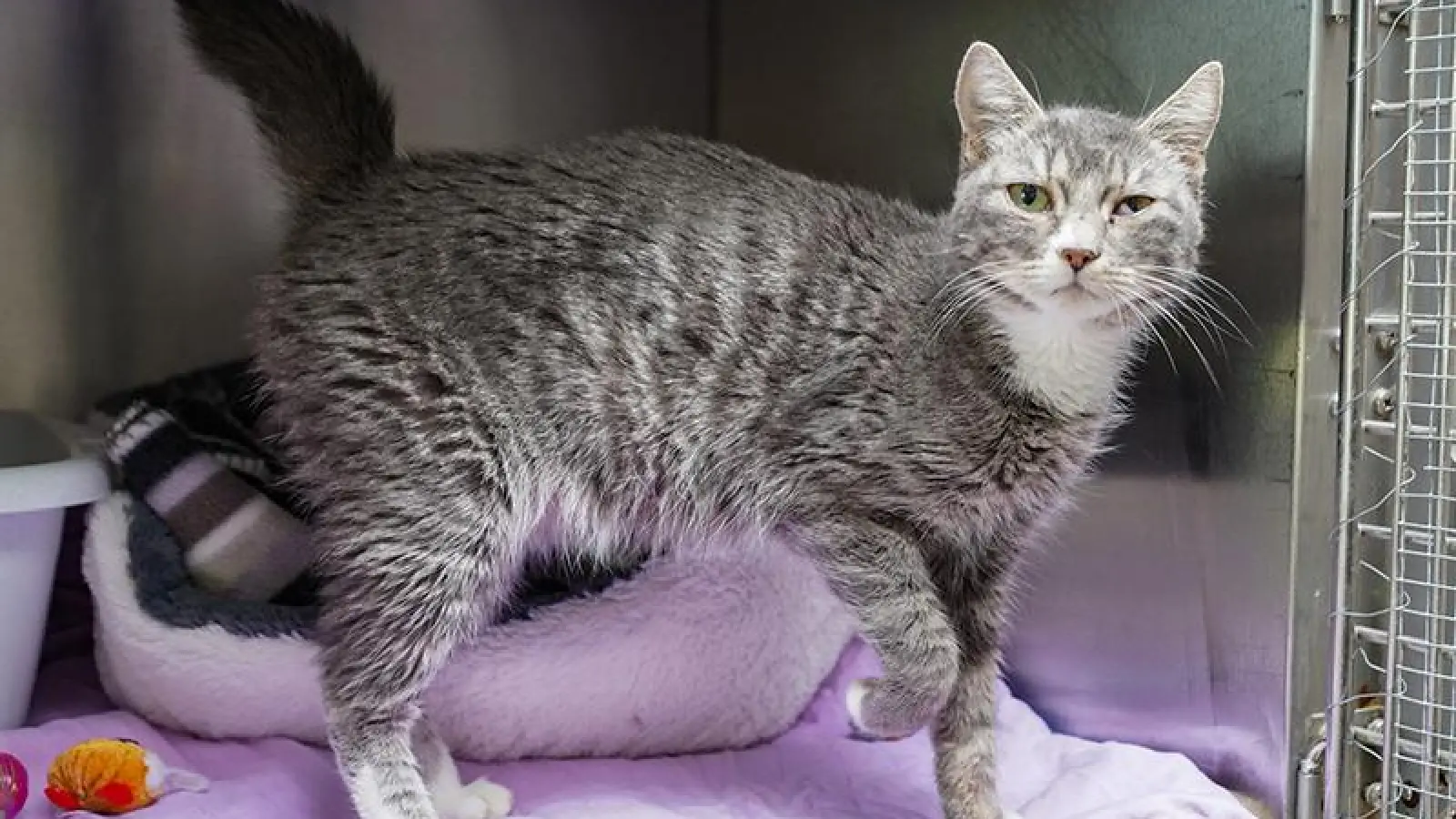 Neuankömmlinge im Tierheim Bayreuth (Foto: Stefan Dörfler)