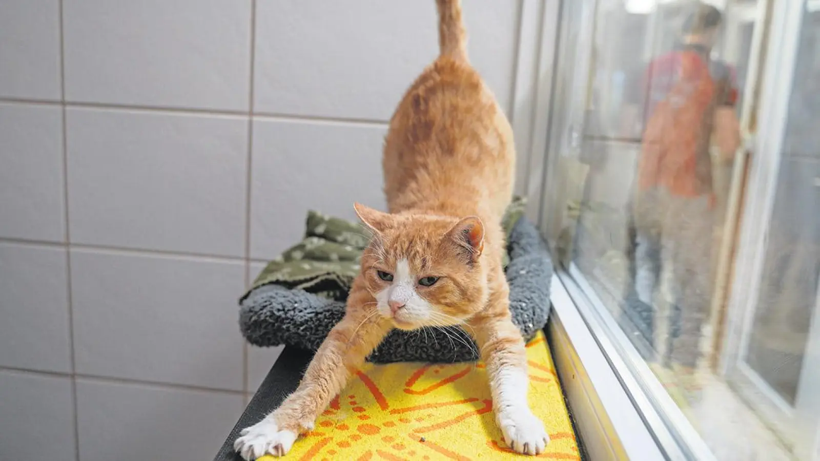 Tierheim Bayreuth: Maxi (Foto: inBayreuth.de)