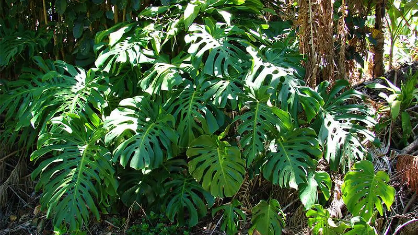 Rundgang durch den Botanischen Garten (Foto: red)