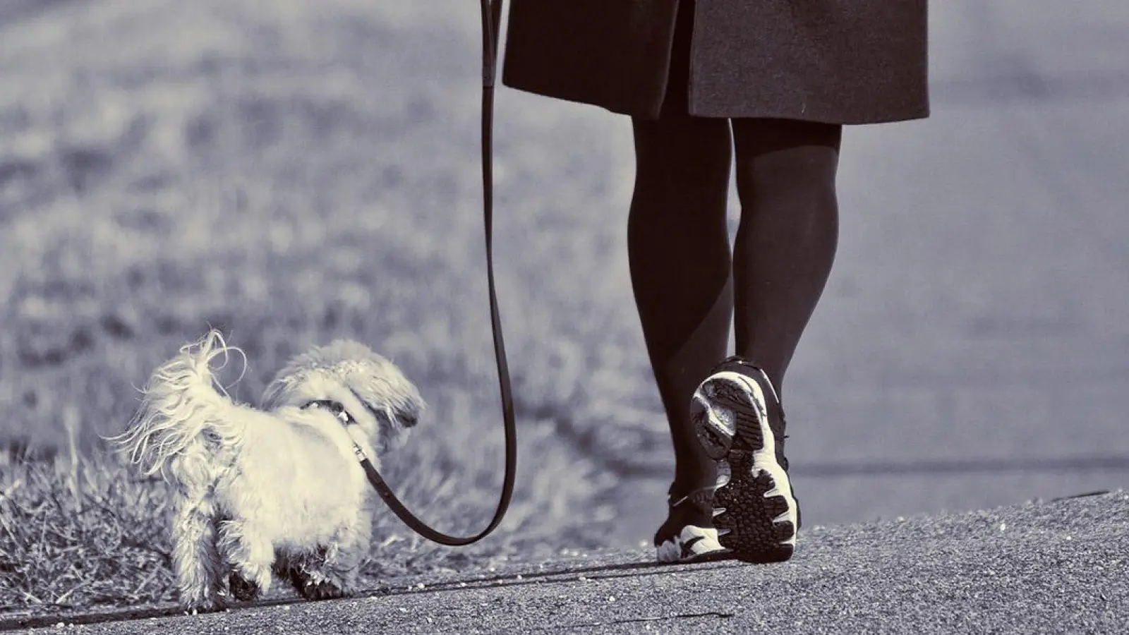 Frau—Hund—Laufen—Leine—Gassi (Foto: inBayreuth.de)
