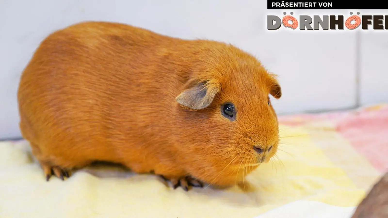 Coco (Foto: inBayreuth.de)