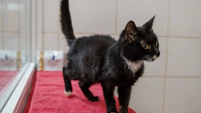 Tierheim Bayreuth: Levi - ein geselliger Kater (Foto: inBayreuth.de)