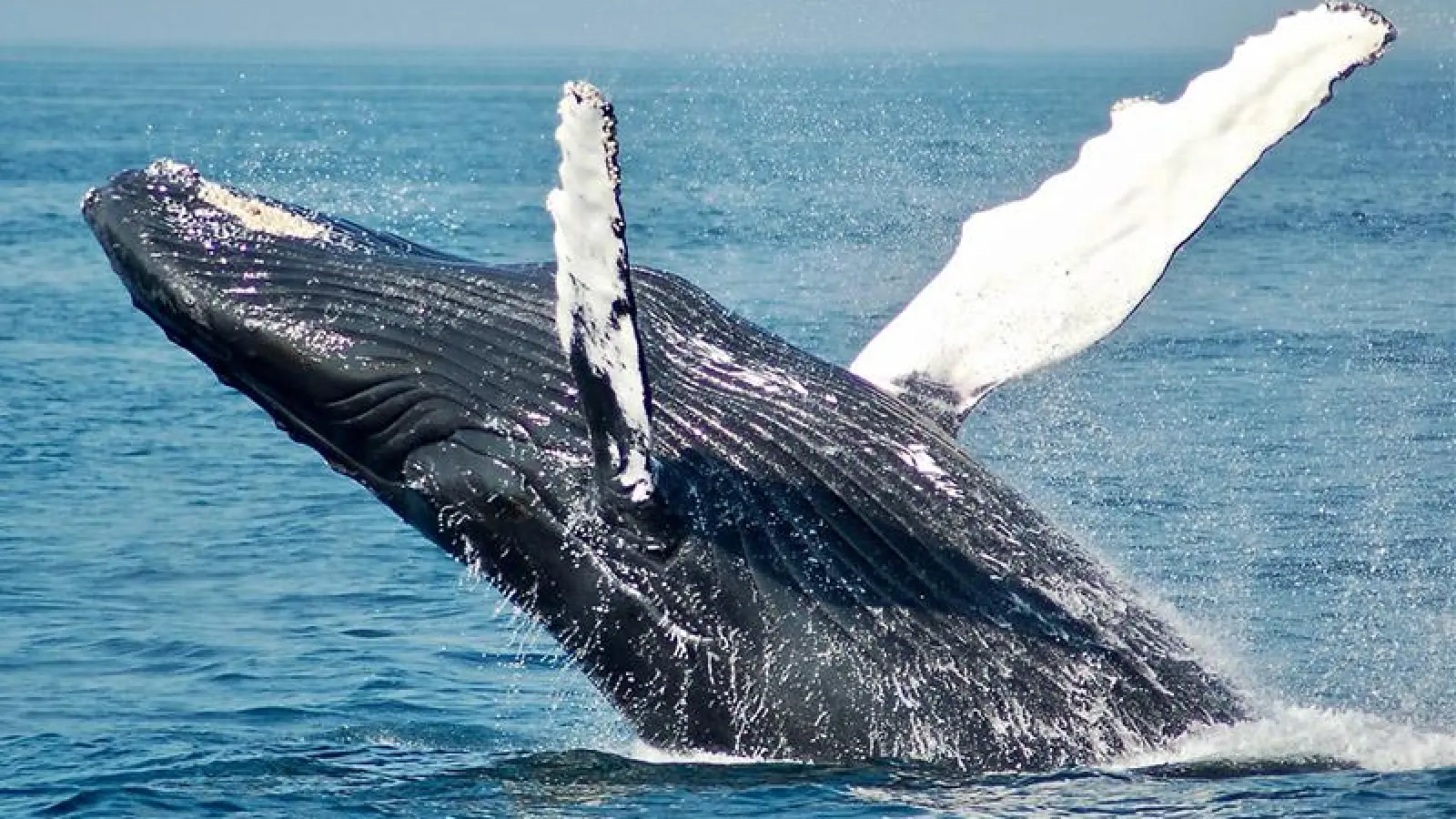 Die Entdeckung der Wale (Foto: red)
