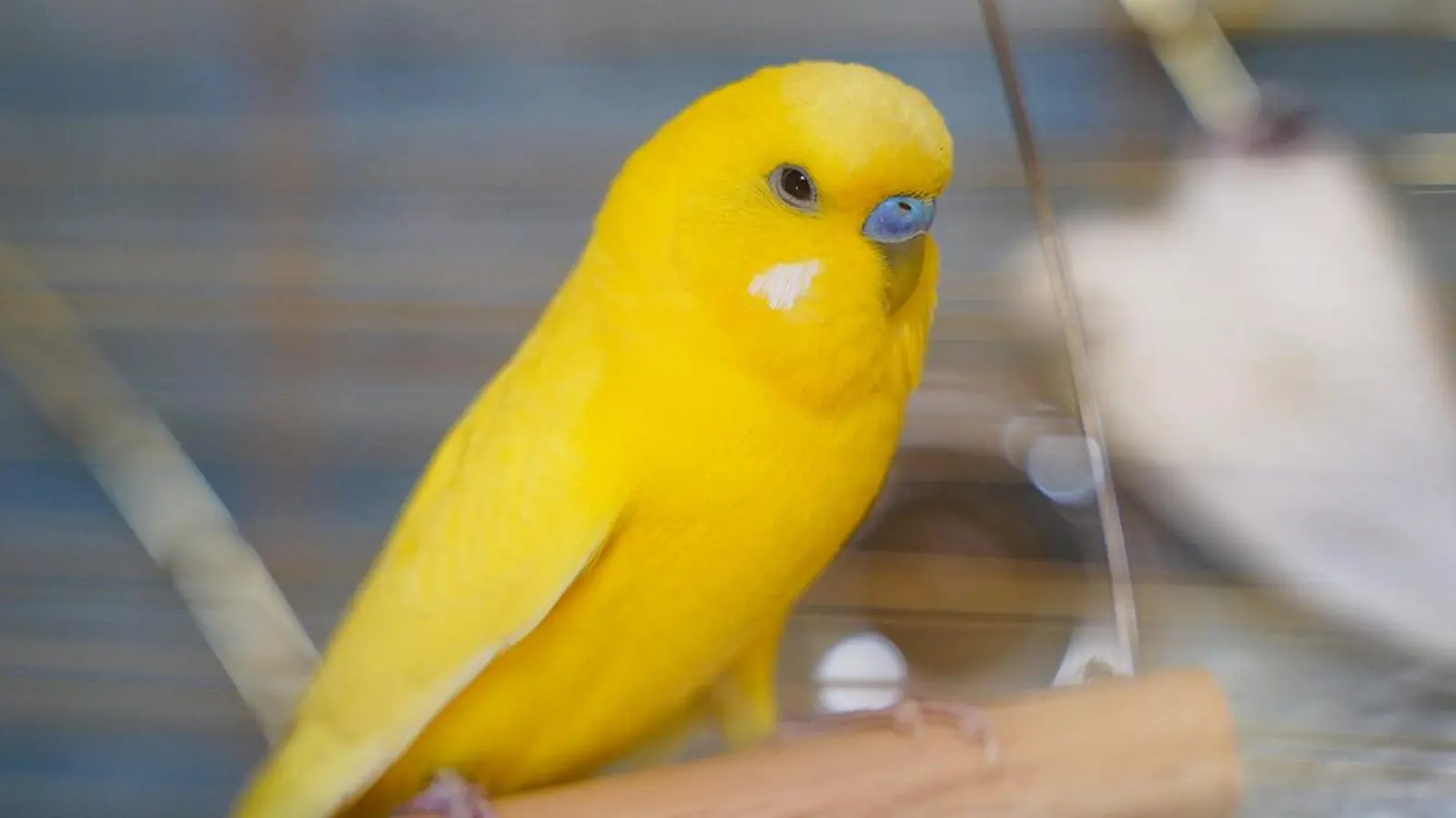 Tierheim Bayreuth: Wellensittich (Foto: inBayreuth.de)