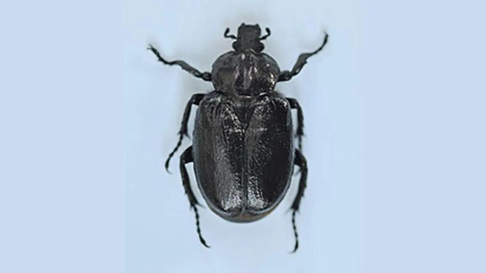 Lokalnachrichten: Eremit in der Eremitage (Foto: © Bayerische Schlösserverwaltung)