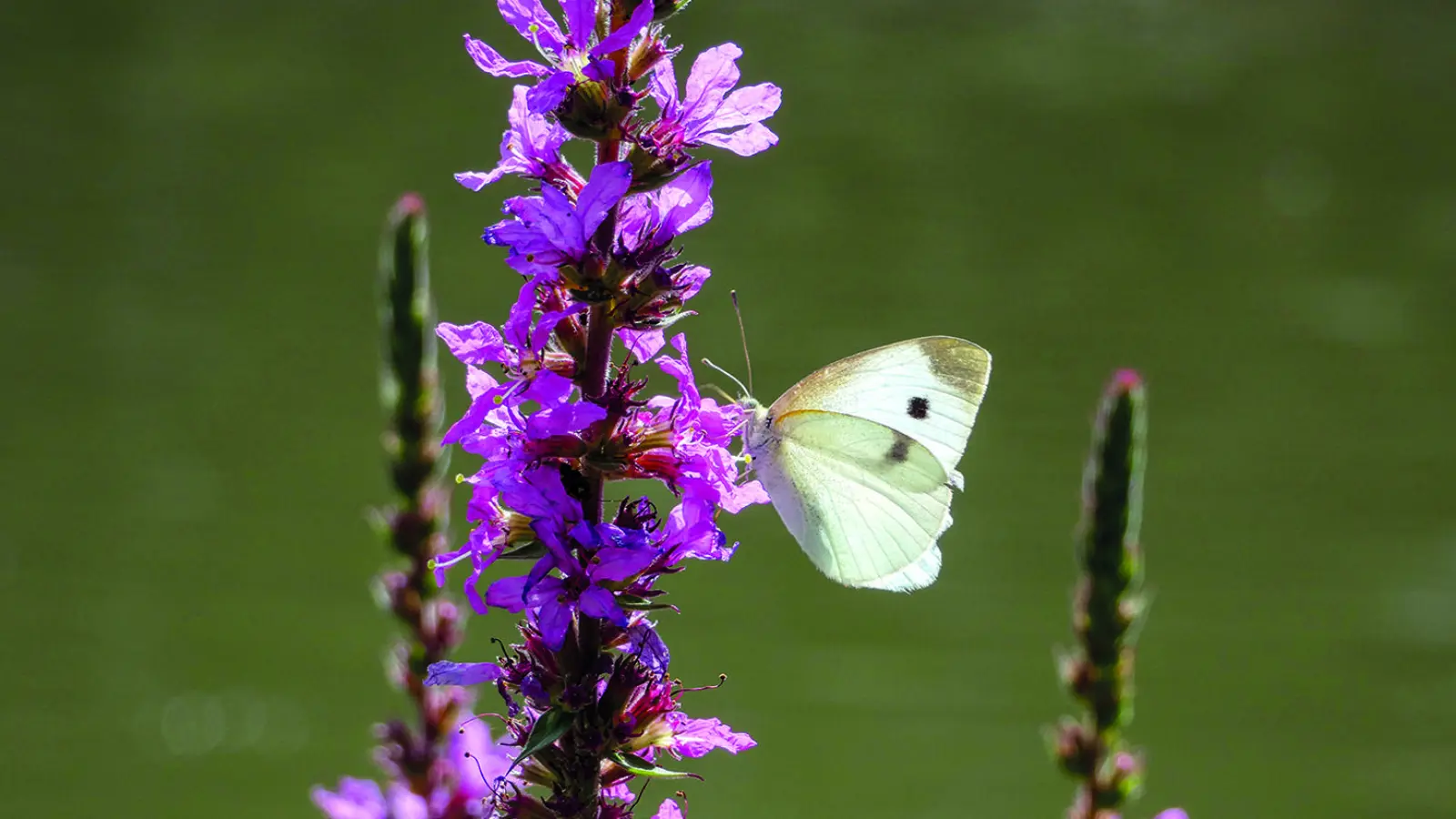Mit der richtigen Pflanzenauswahl lässt sich der eigene Garten nicht nur verschönern, sondern auch ökologisch aufwerten.Darauf weist das Bayreuther Stadtgartenamt hin. (Foto: gmu)