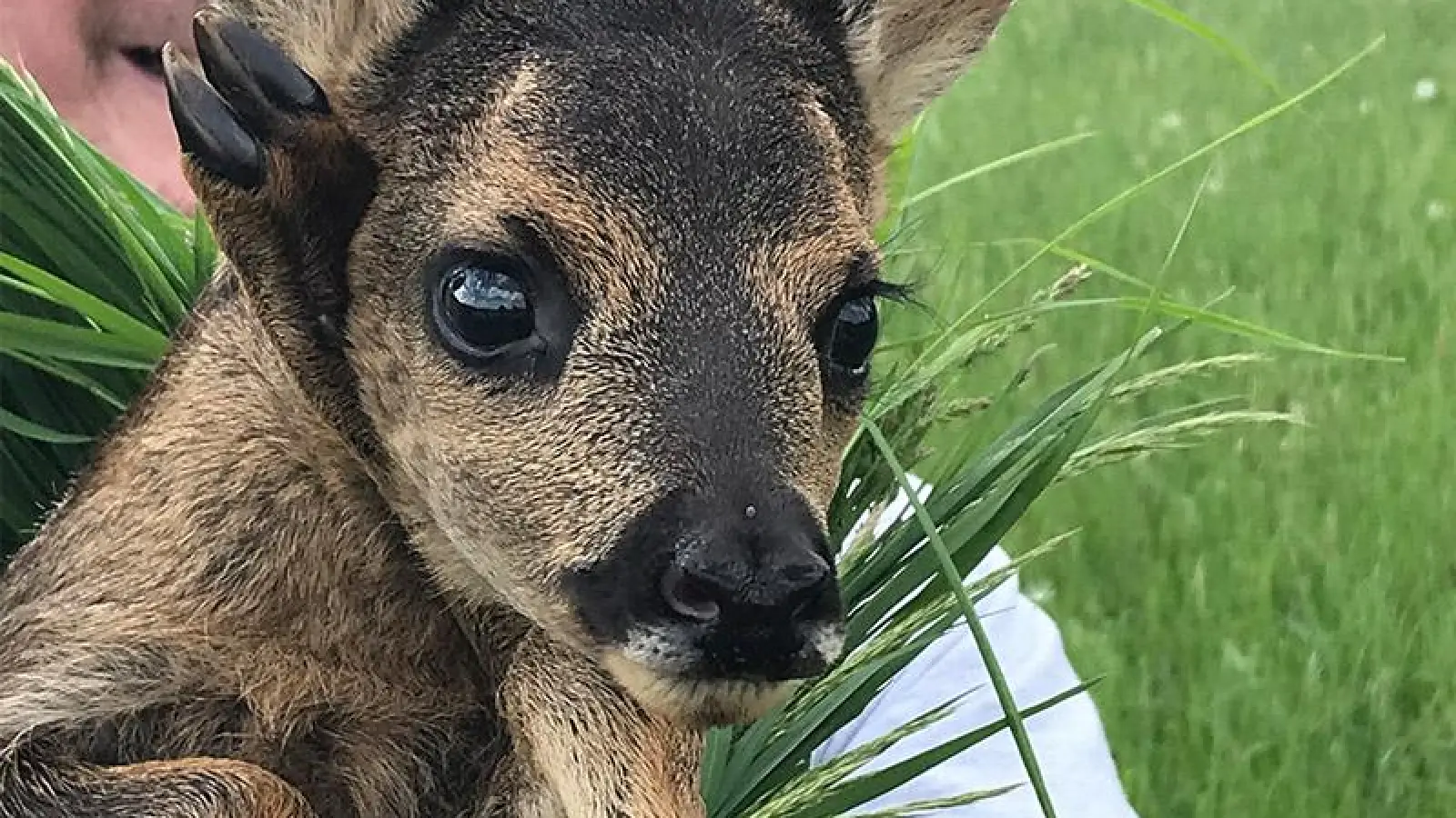 Kitzrettung Oberfranken: Helfer gesucht (Foto: Roland Kubitzky)