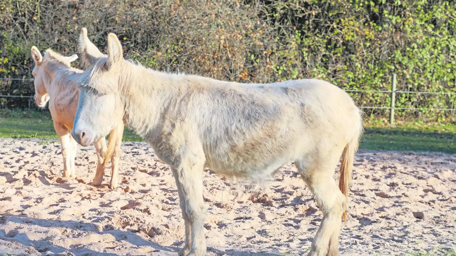Nachrichten Bayreuth: „Weg der Artenvielfalt” (Foto: Dörfler)