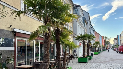 Chinesische Hanfpalmen gehören in der Richard-Wagner-Straße mittlerweile zum gewohnten Straßenbild. Dank des milden Innenstadtklimas überwintern sie auch ohne besonderen Schutz. (Foto: Stadtgartenamt Bayreuth )