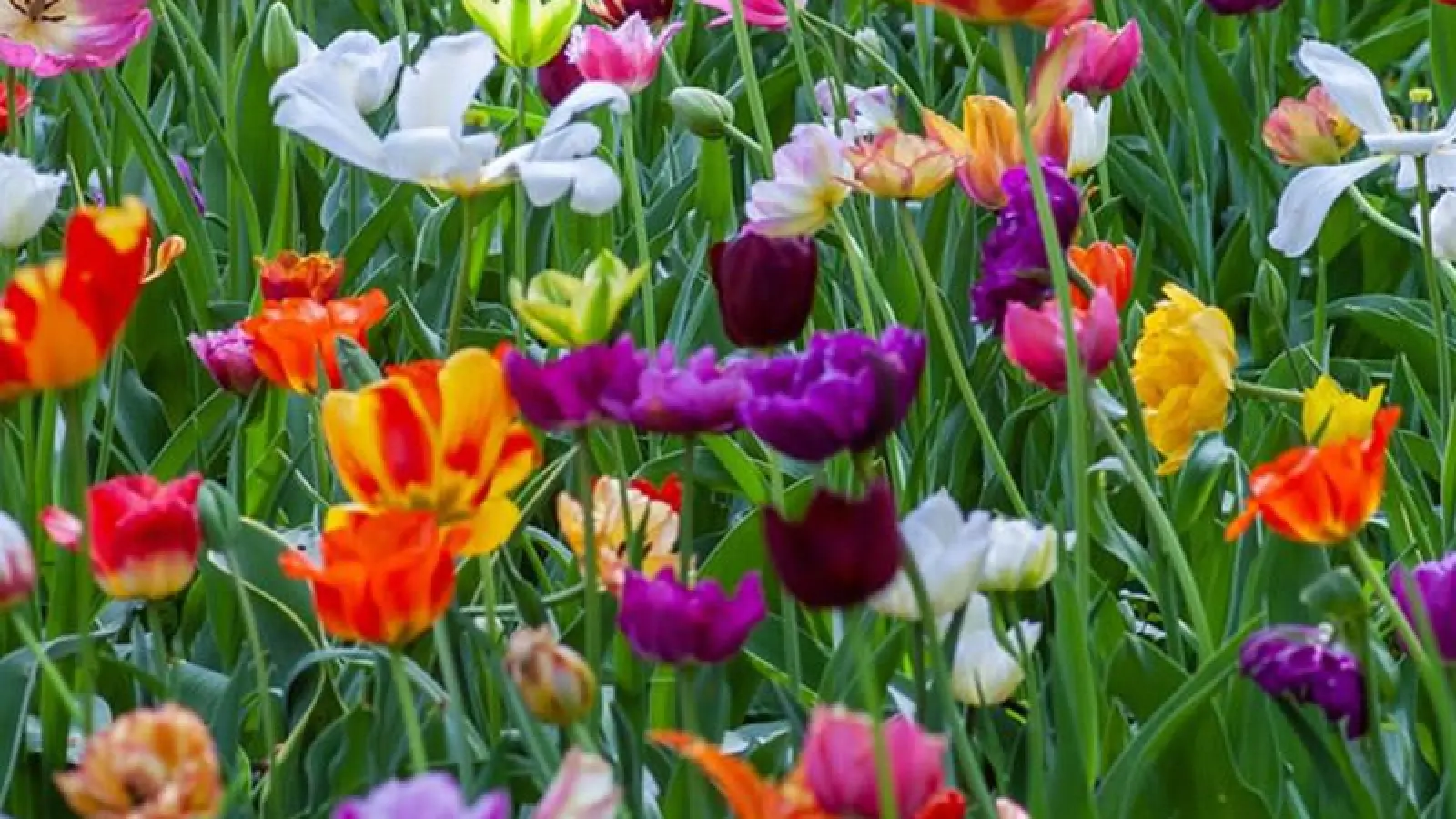 Frühjahrsschnitt im Garten (Foto: inBayreuth.de)