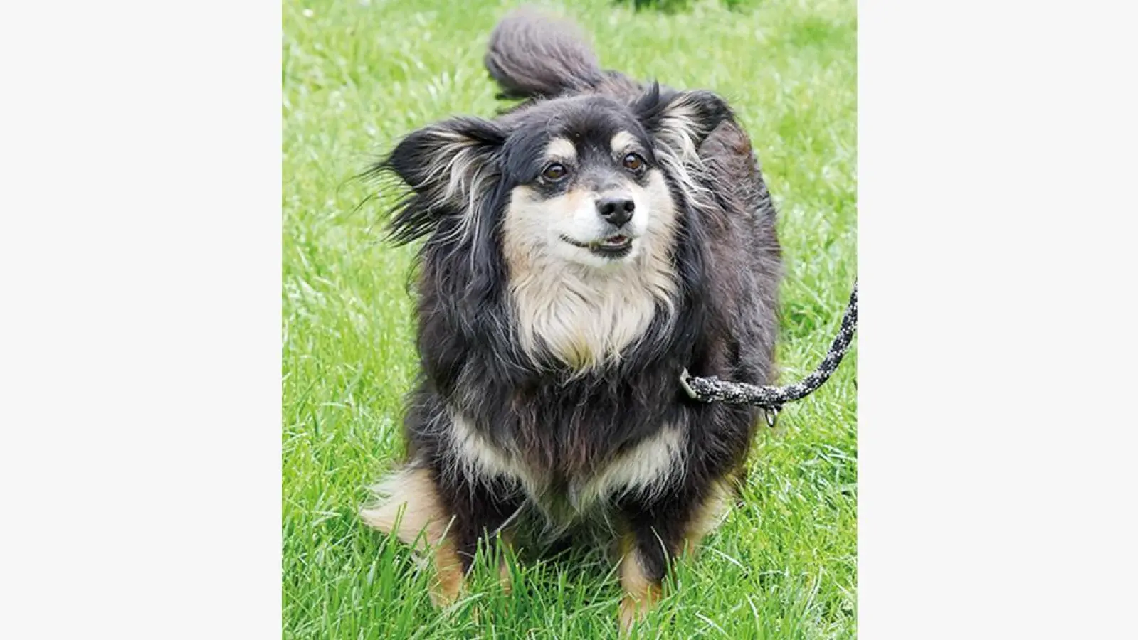 Fundhund Tierheim Bayreuth Foto Dörfler (Foto: inBayreuth.de)