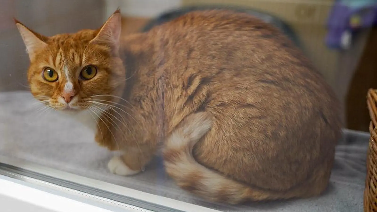 Tierheim Bayreuth: Amy (Foto: inBayreuth.de)