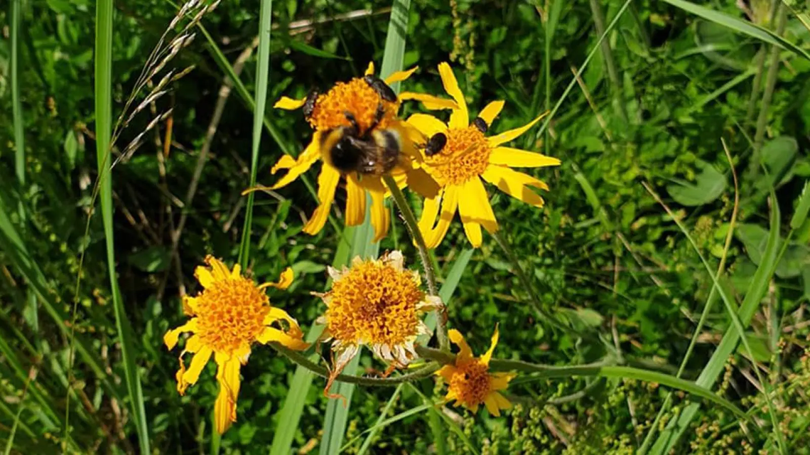 Lokalnachrichten in Oberfranken: MountainBikePark - Umwelt soll nicht leiden (Foto: red)