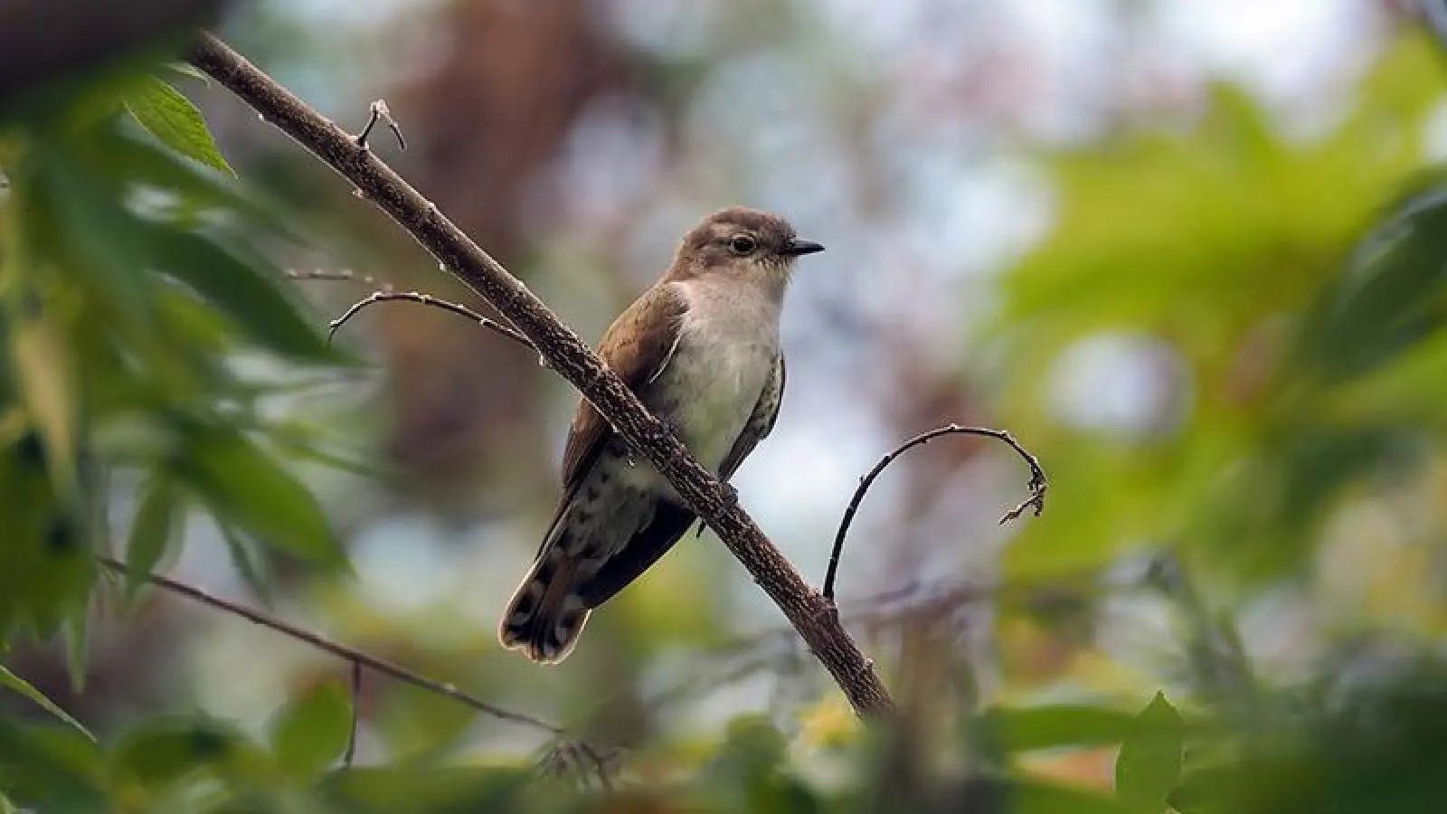 Wer hört den ersten Kuckuck rufen? (Foto: red)