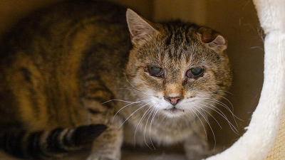 Tierheim Bayreuth: Günther (Foto: inBayreuth.de)