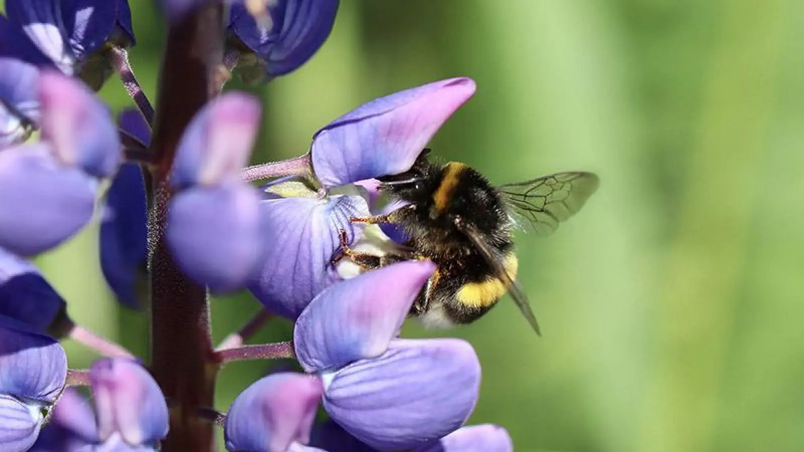 Ratgeber Garten: Halbzeit beim Insektensommer 2020 (Foto: red)