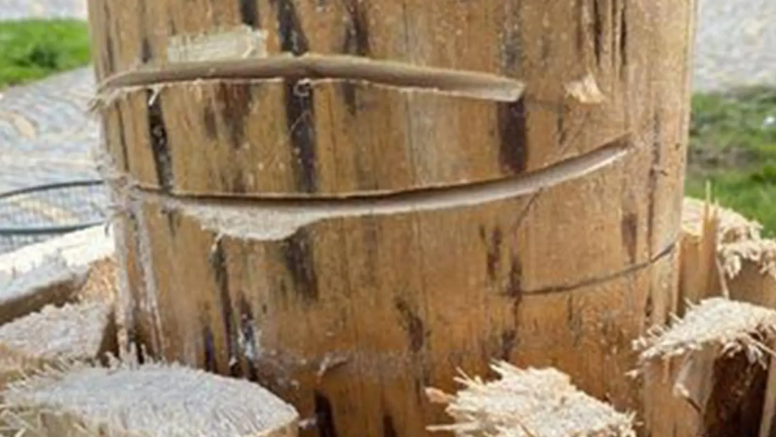 In Eckersdorf (Landkreis Bayreuth) wurde der Maibaum angesägt. (Foto: Facebook, Landjugend Eckersdorf)