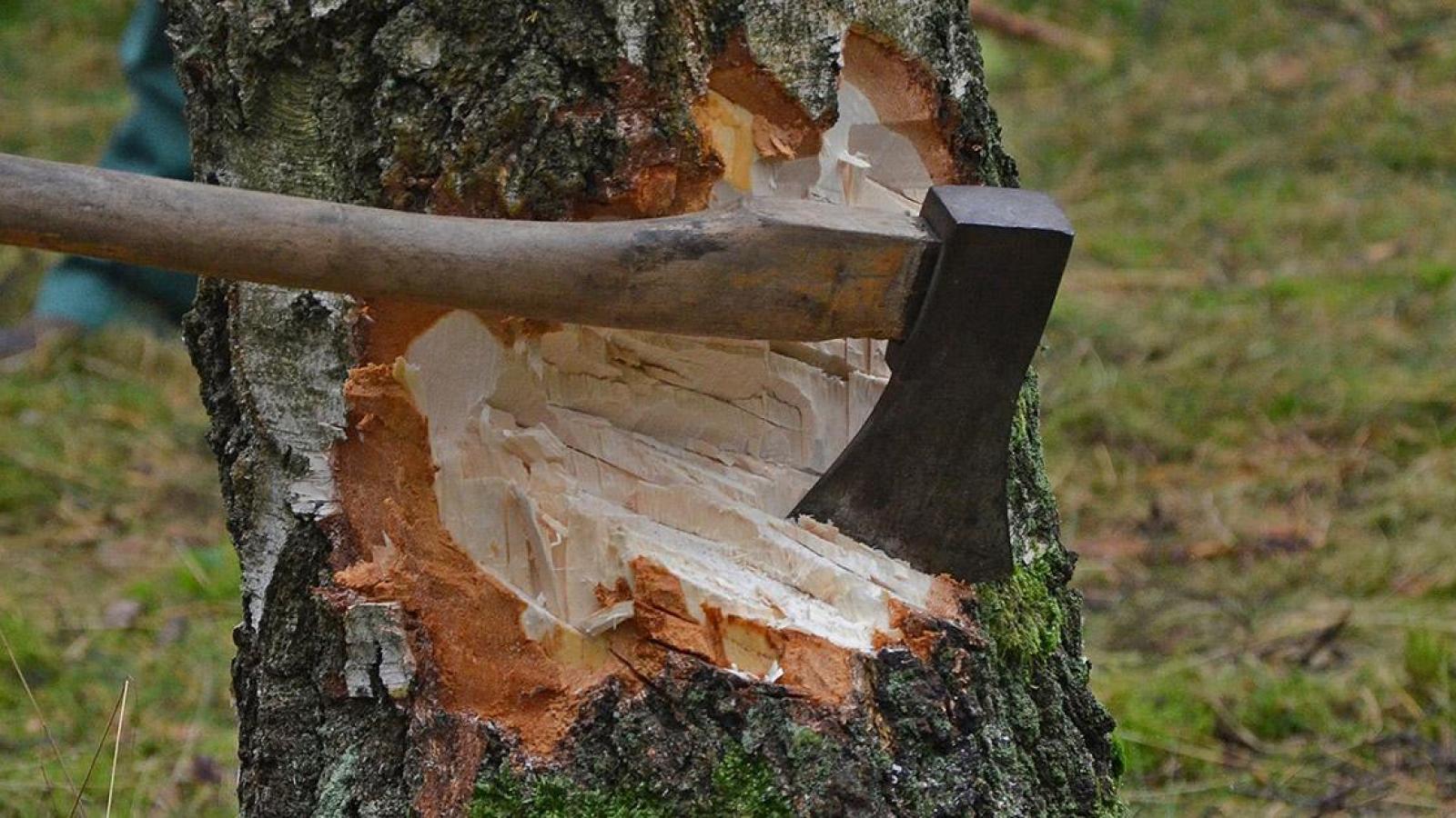 Lokalnachrichten Bayreuth Fällen von Bäumen Was ist erlaubt? inbayreuth.de