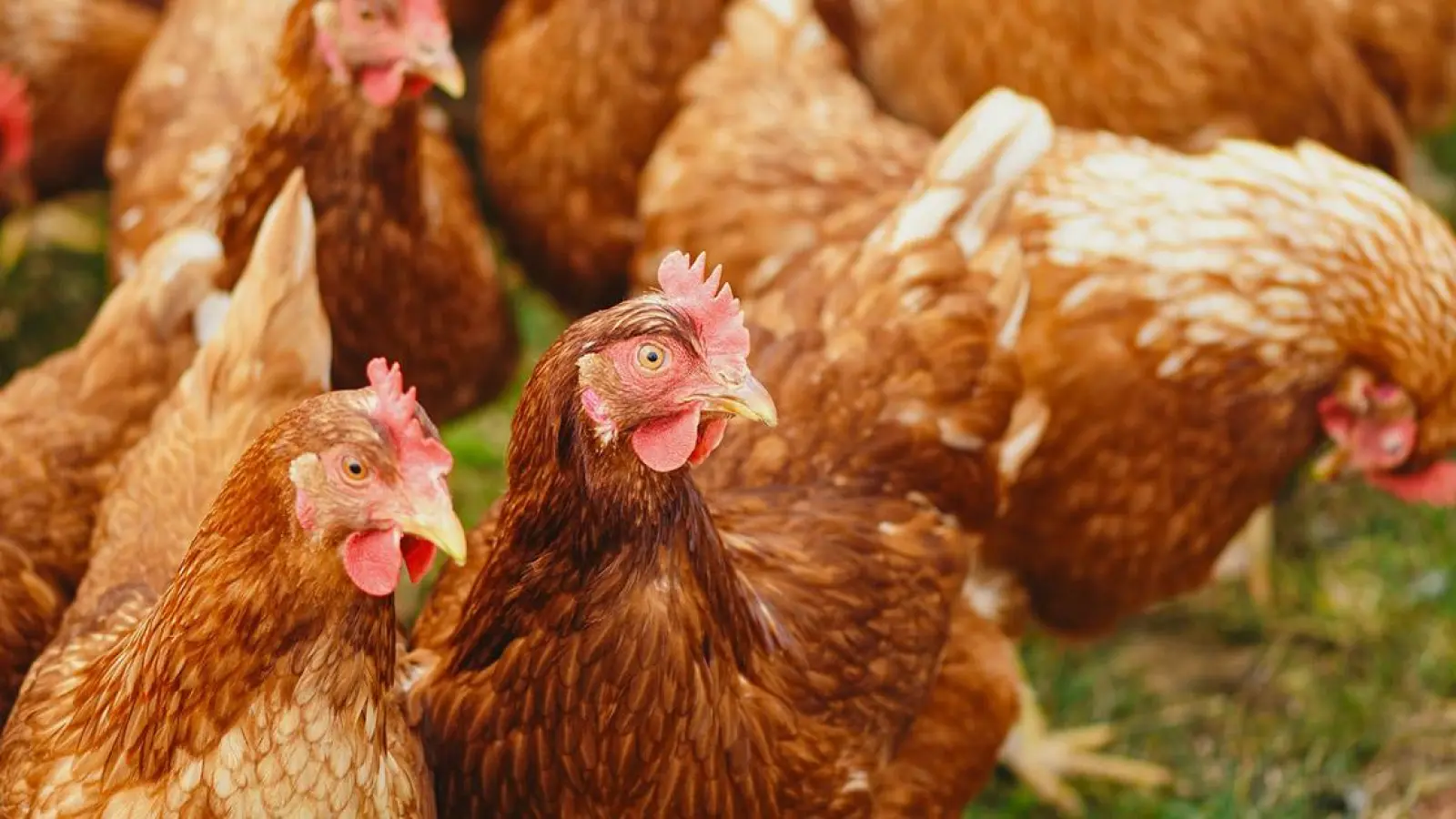 Lokalnachrichten Bayreuth: Geflügelpest - Biosicherheitsmaßnahmen angeordnet (Foto: red)