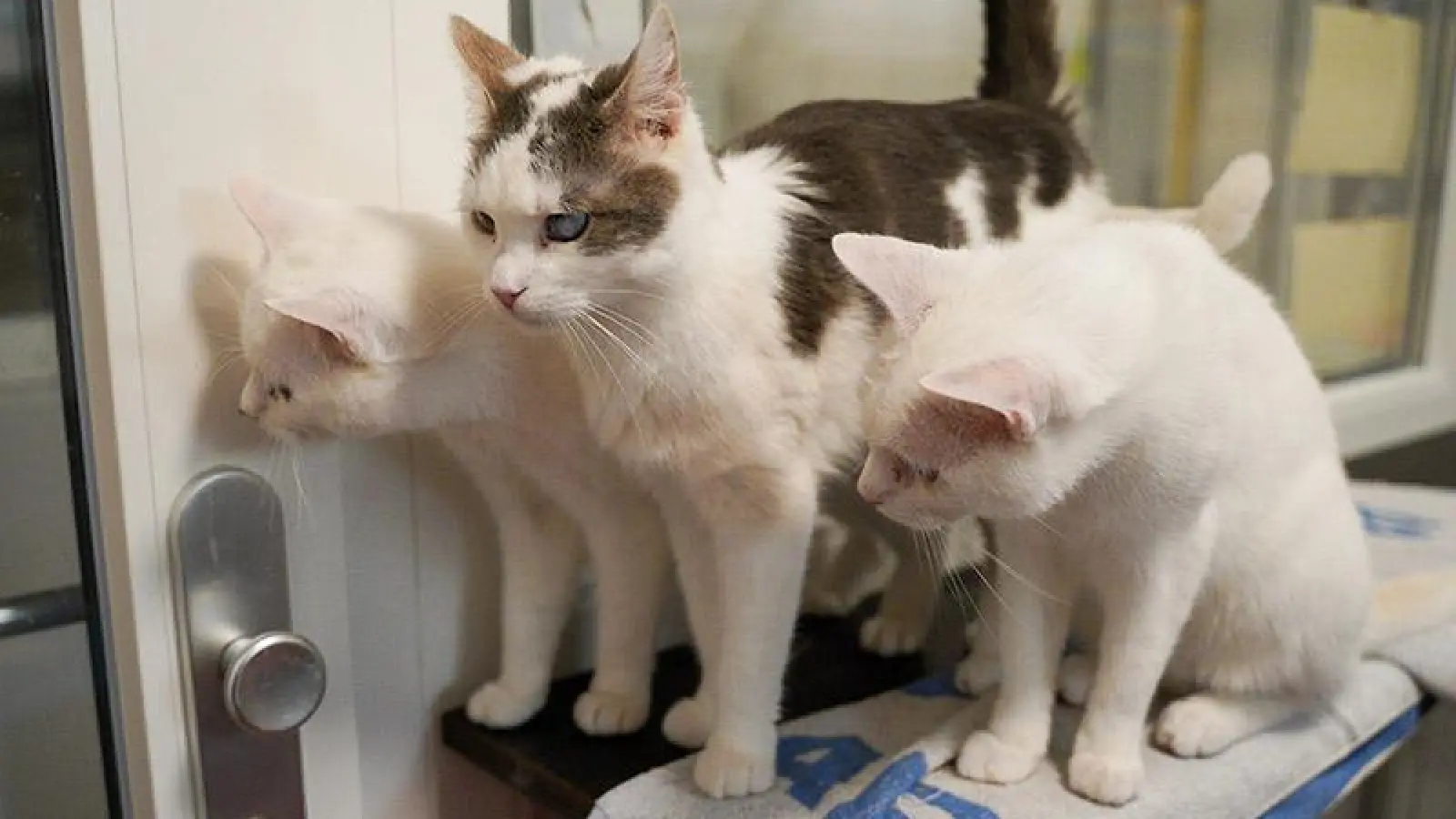 Tierheim Bayreuth: Katzen (Foto: inBayreuth.de)