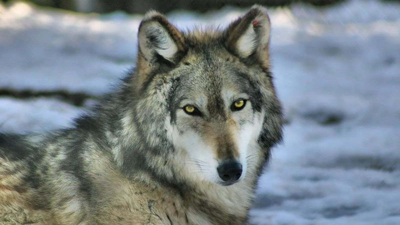Wölfe bei Bayreuth: Die Wildtiere sind in Januar und Februar in der Paarungszeit. (Foto: pixabay/bl19)