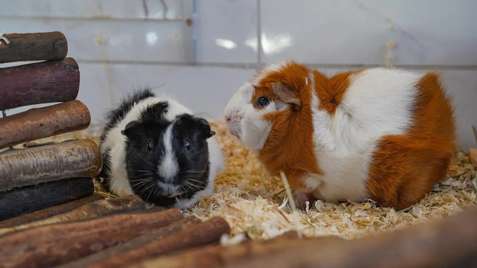 Tierheim Bayreuth: Bobby und Fips (Foto: inBayreuth.de)