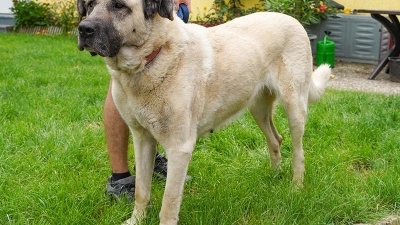 Tierheim Bayreuth: Kibar (Foto: inBayreuth.de)