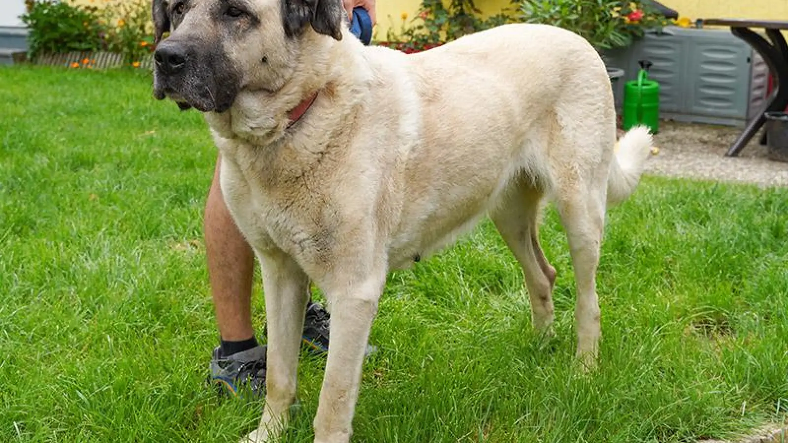 Tierheim Bayreuth: Kibar (Foto: inBayreuth.de)