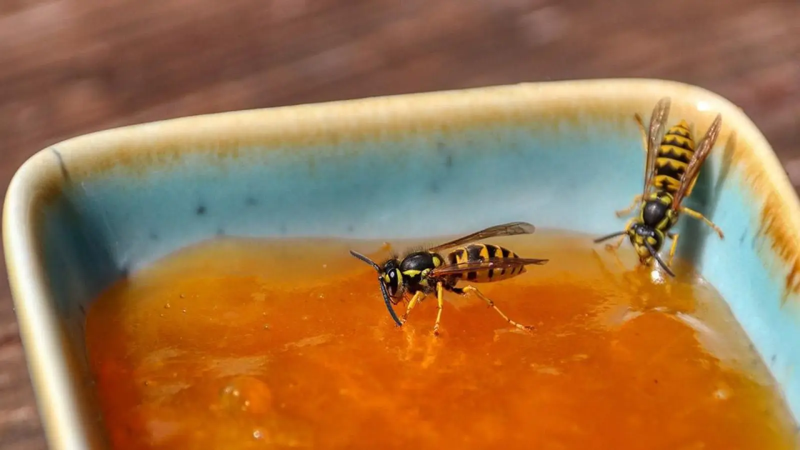 Tipp der Woche: Thema Wespen (Foto: red)