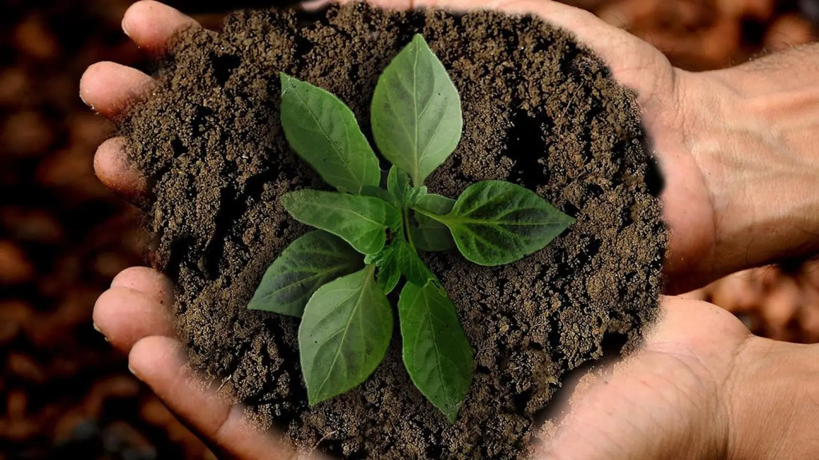 „Greenwashing” gleich Schummelei? Online-Vortrag klärt über Unternehmen auf (Foto: pixabay/anncapictures)