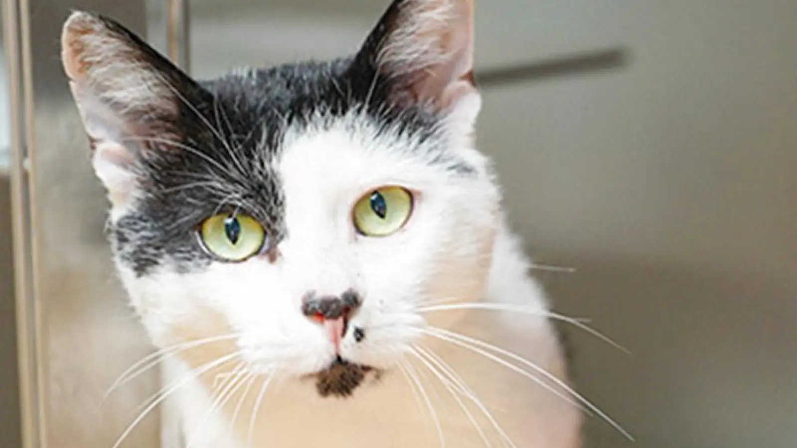 Kater Tierheim Bayreuth Foto Stefan Dörfler (Foto: inBayreuth.de)