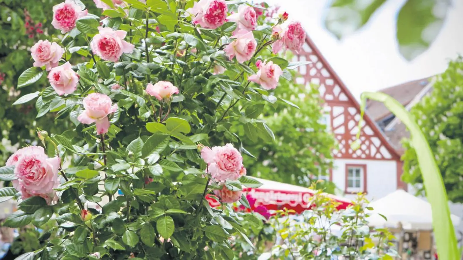 Gewinnspiel: 10 x 2 Tickets für die Rosenmesse Hollfeld (beendet) (Foto: red)