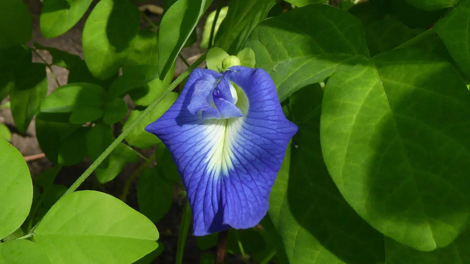 Im Ökologisch-Botanischen Garten ist es bereits sehr sommerlich.  (Foto: red )