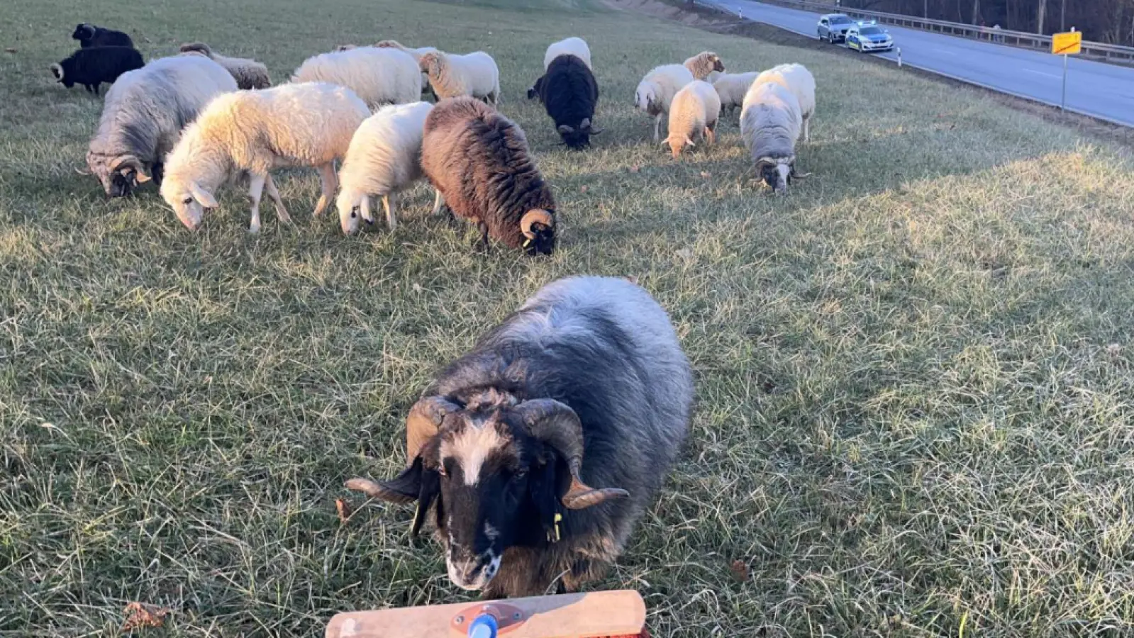 Schafe ausgebrochen, Polizeieinsatz notwendig. (Foto: gmu)
