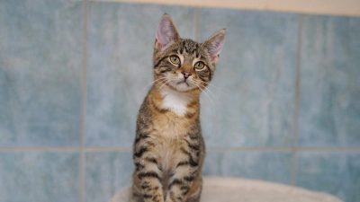 Tierheim Bayreuth: Cupcake, Snorri, Finja und Fero (Foto: inBayreuth.de)