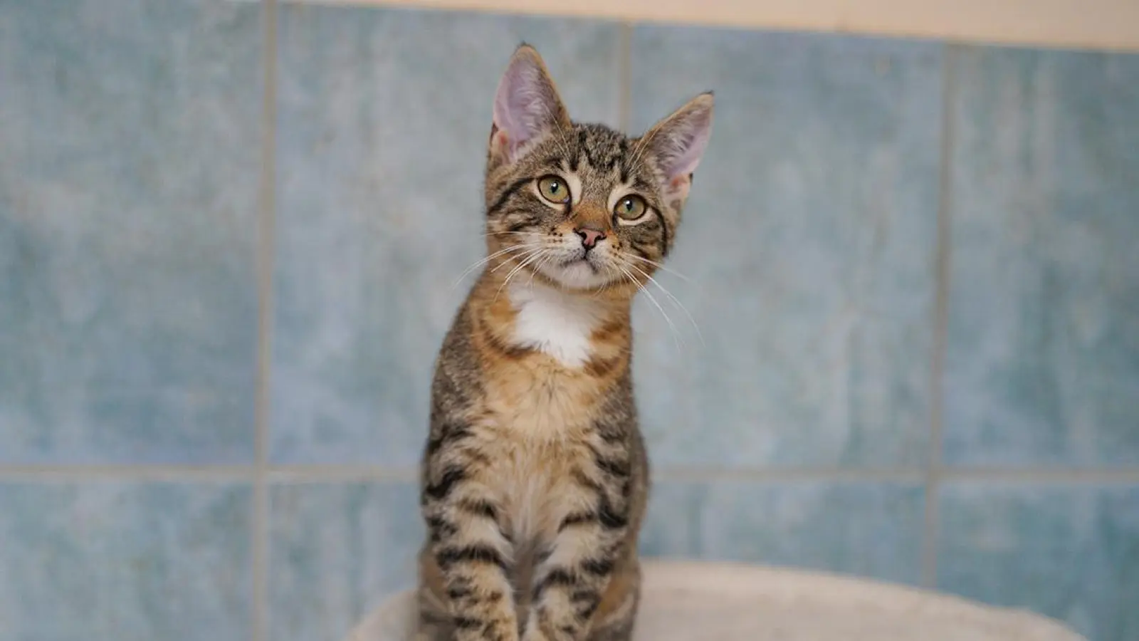 Tierheim Bayreuth: Cupcake, Snorri, Finja und Fero (Foto: inBayreuth.de)