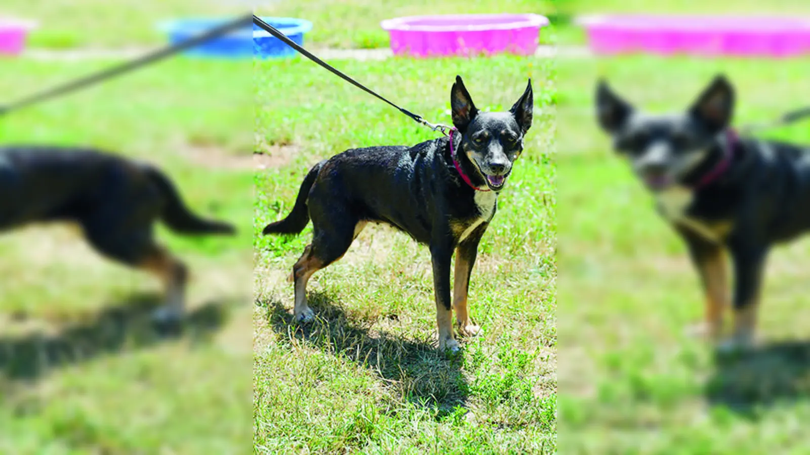 Tierheim Bayreuth Fundtier Hund Foto Dörfler (Foto: Foto: Stefan Dörfler)