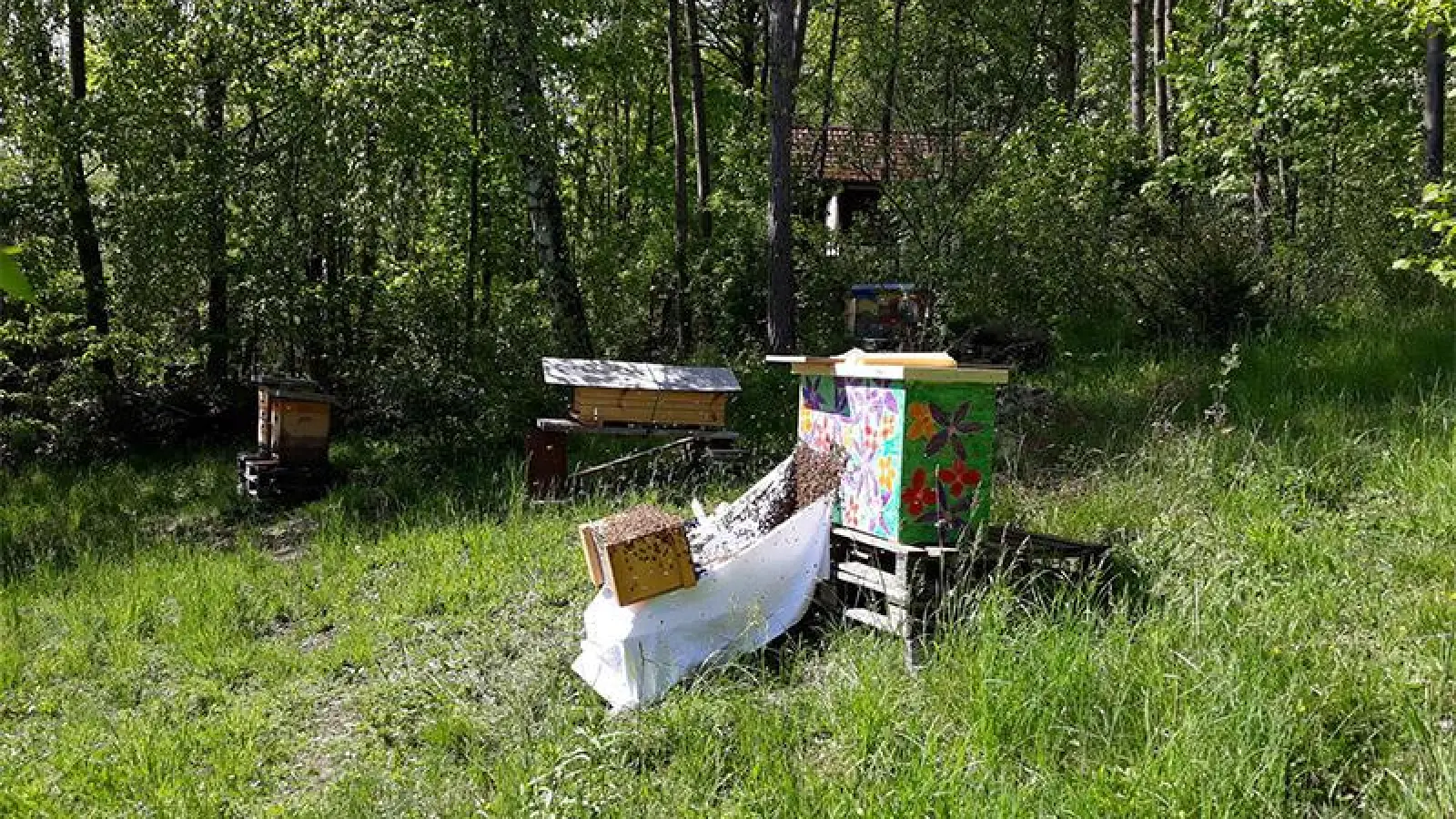 Bienen erleben – Mit Bienen leben? (Foto: red)