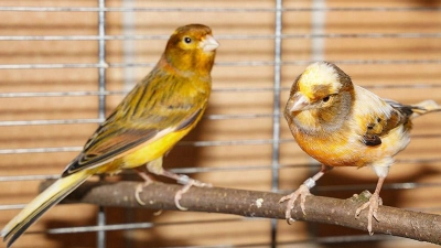 Tierheim Bayreuth: Kanarienvögel (Foto: inBayreuth.de)
