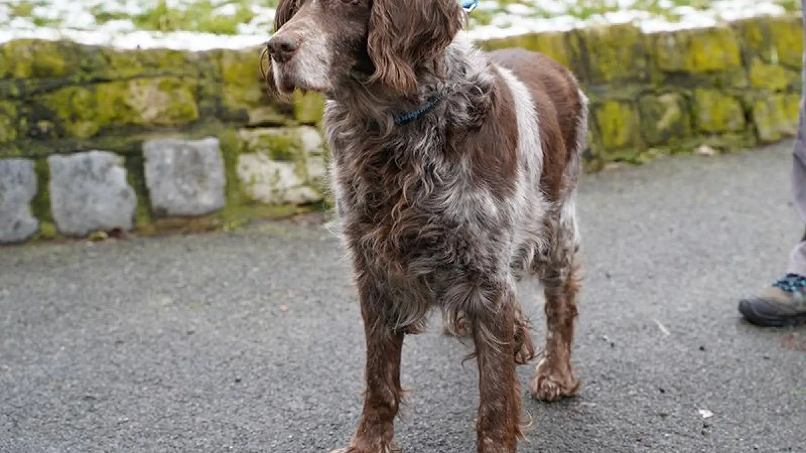 Bella (Foto: inBayreuth.de)