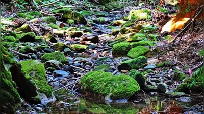 Die Bäche und Flüsse in der Region führen wegen der langanhaltenden Trockenheit immer weniger Wasser. Das Foto zeigt den ausgetrockneten Mühlbach bei Eckersdorf.  (Foto: red)