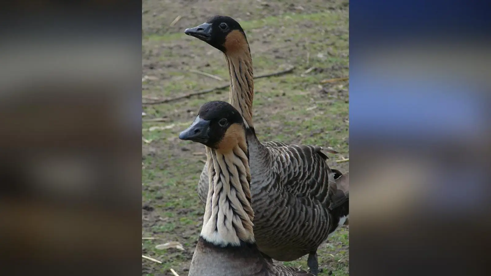 Lokalnachrichten in Bayreuth: Zoologische und botanische Kostbarkeiten im Tierpark Röhrensee (Foto: red)