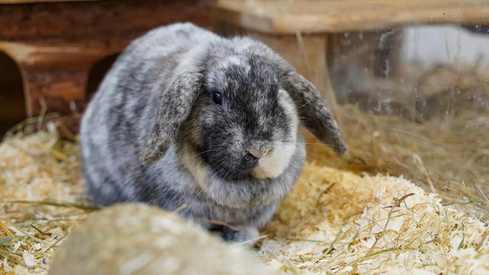 Tierheim Bayreuth: Zwergkaninchen (Foto: inBayreuth.de)