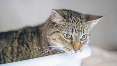 Tierheim Bayreuth: Katze gefunden (Foto: inBayreuth.de)