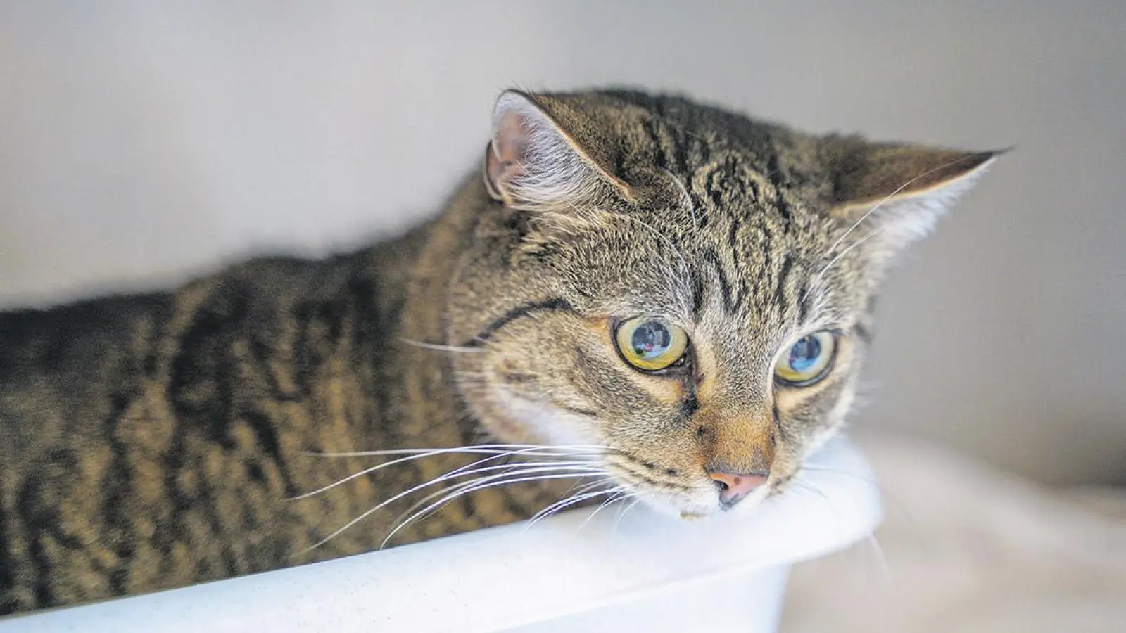 Tierheim Bayreuth: Katze gefunden (Foto: inBayreuth.de)