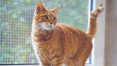 Tierheim Bayreuth: Kater gefunden (Foto: inBayreuth.de)