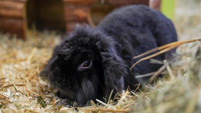 Knödel (Foto: inBayreuth.de)