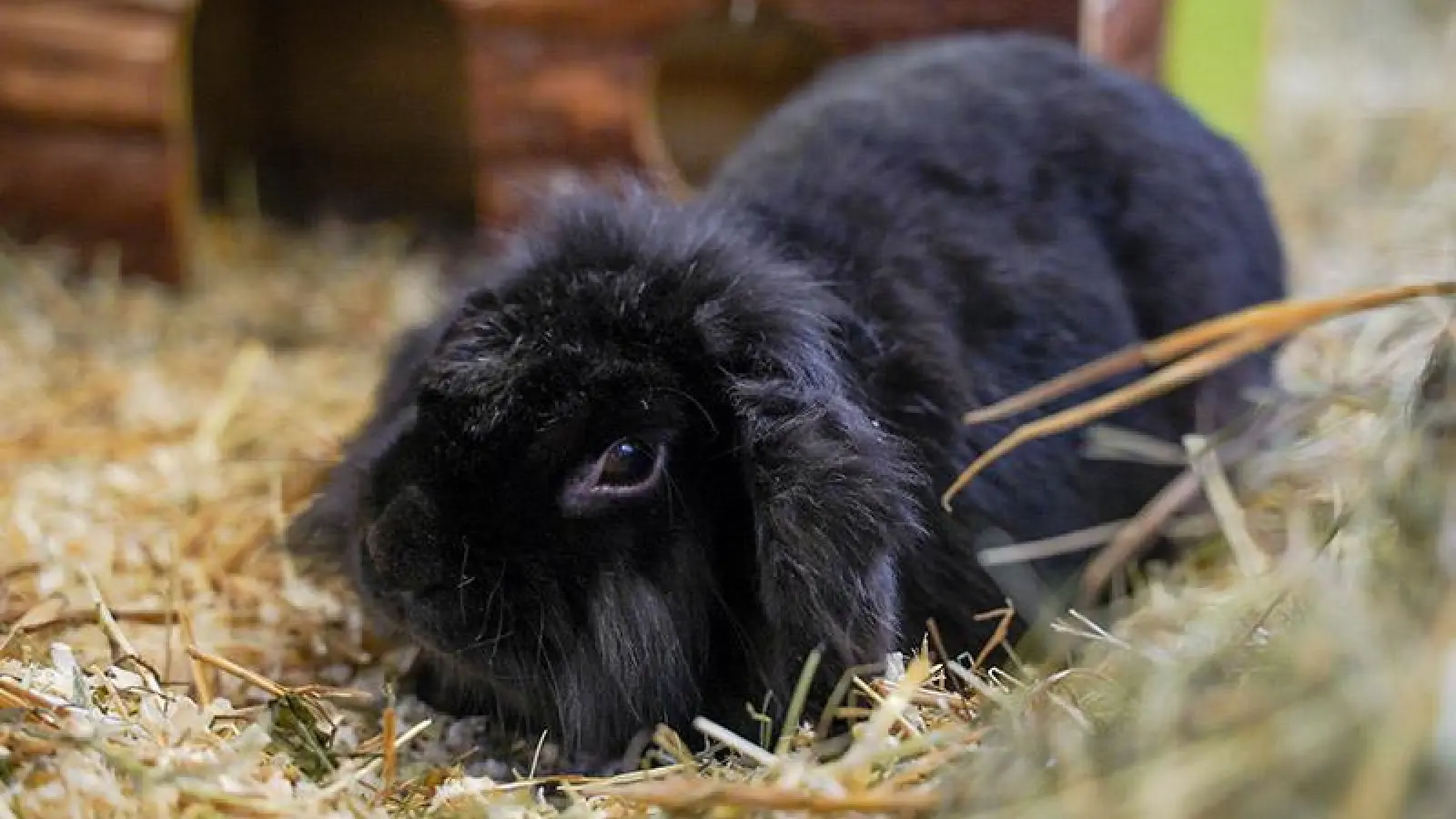 Knödel (Foto: inBayreuth.de)