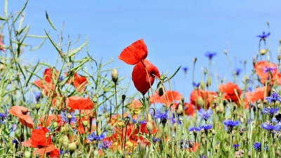 Blumenwiese mit Klatschmohn: (Foto: pixabay/Ralphs_Fotos)