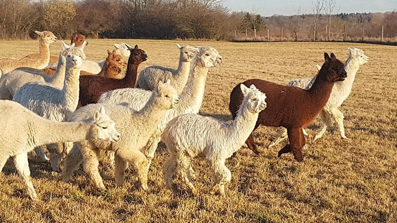 Mit Alpakas auf Tuchfühlung (Foto: red)